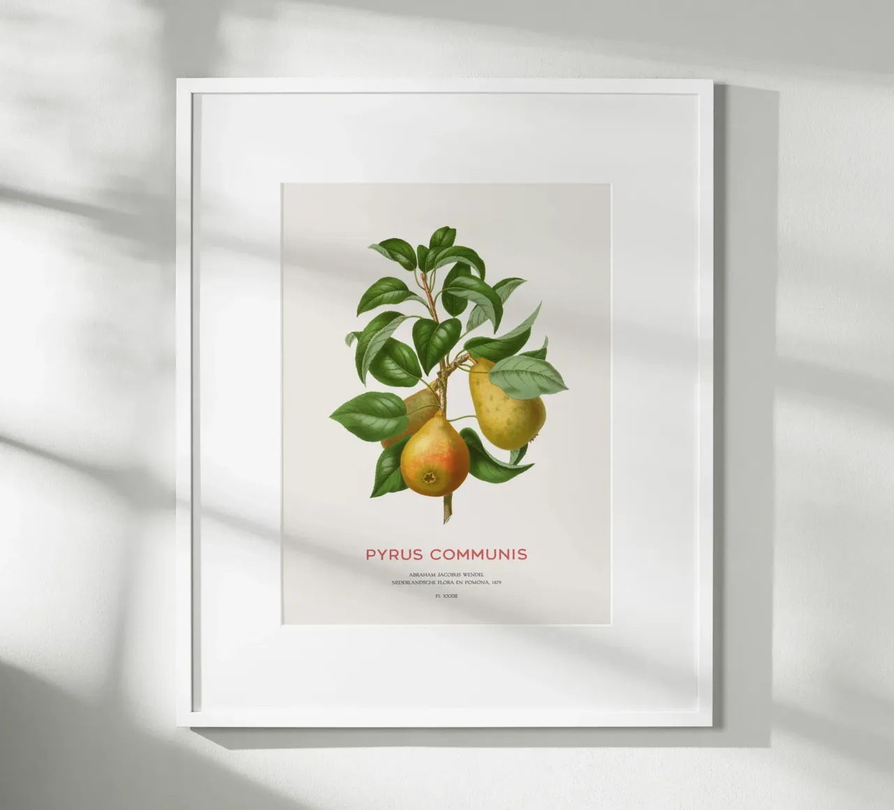 Acquerello botanico sulla pera carta hahnemühle da Vintagrafica