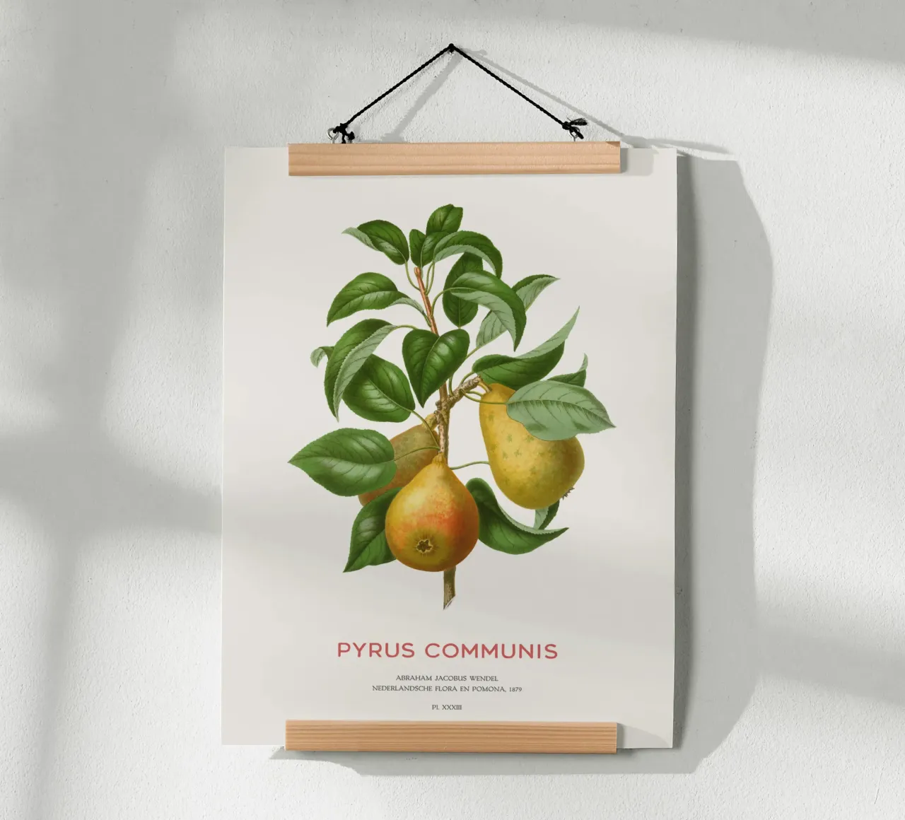 Acquerello botanico sulla pera carta hahnemühle da Vintagrafica