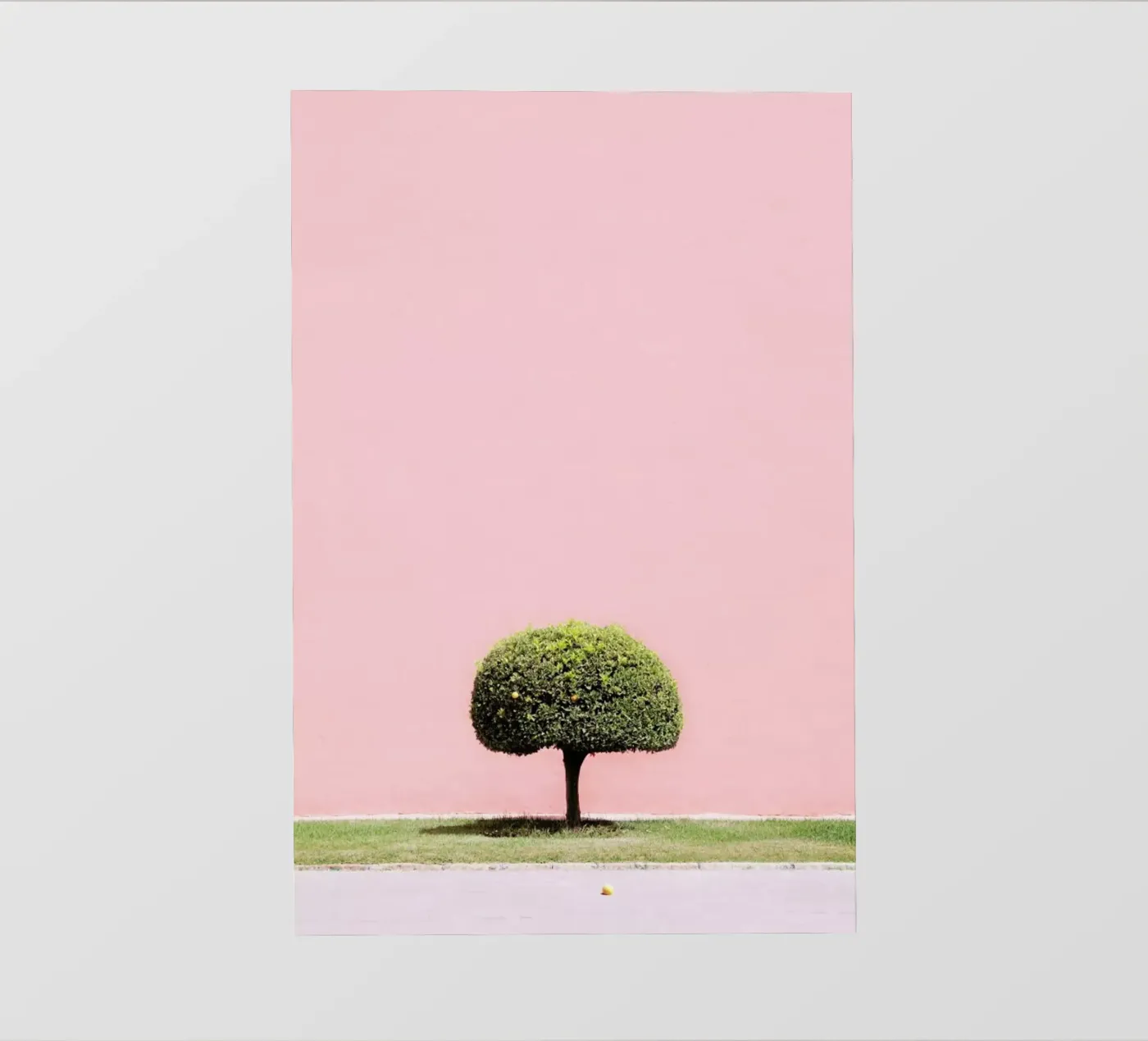 Orange Tree pellicola backlit da Rupert Höller