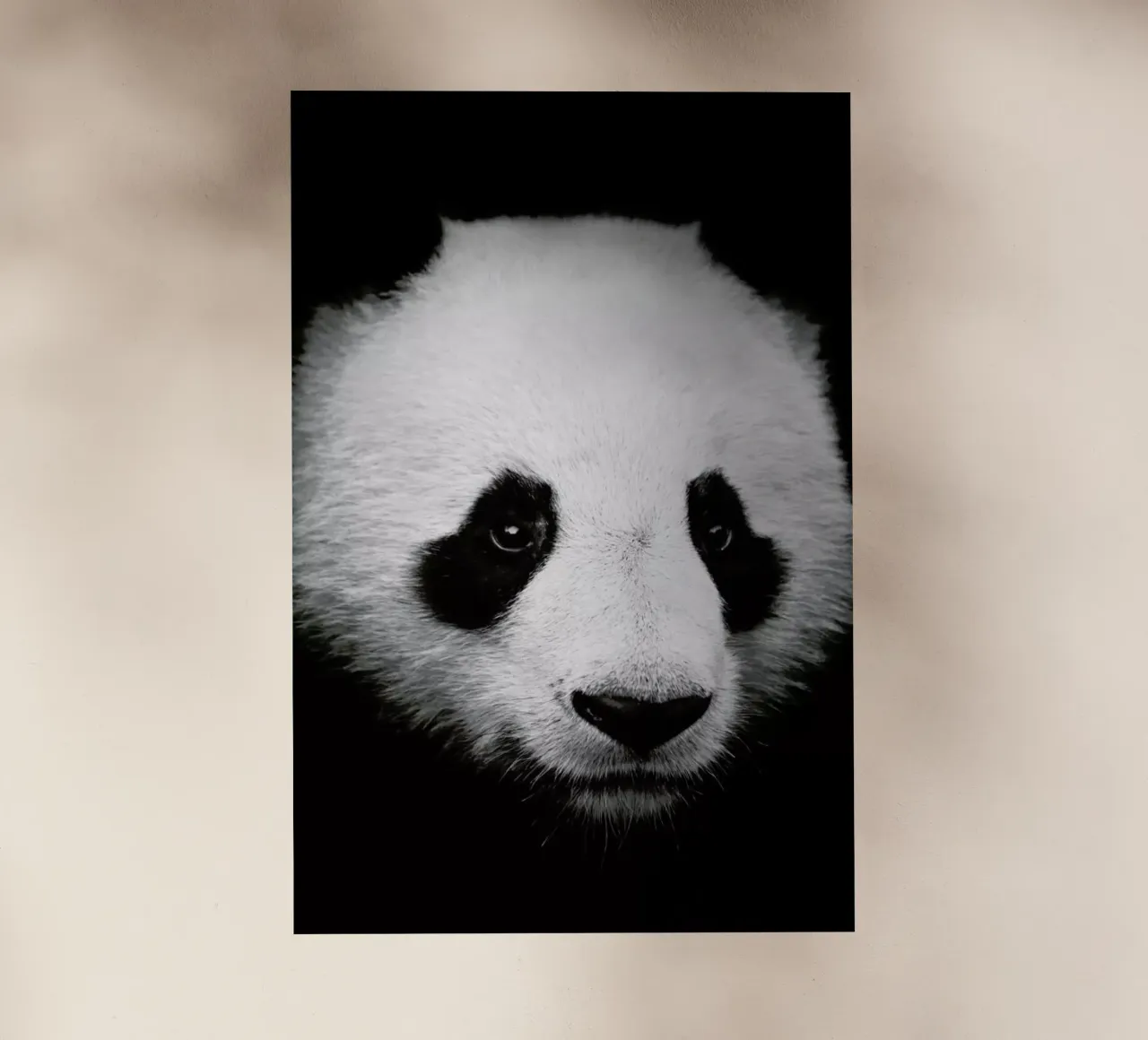 Panda pellicola backlit da Natural Kingdom