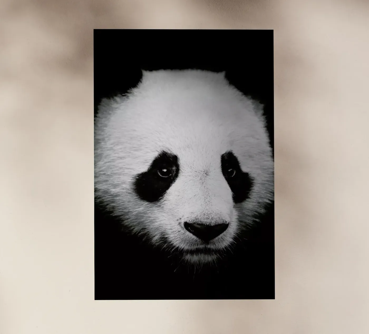 Panda Backlit Folie von Natural Kingdom