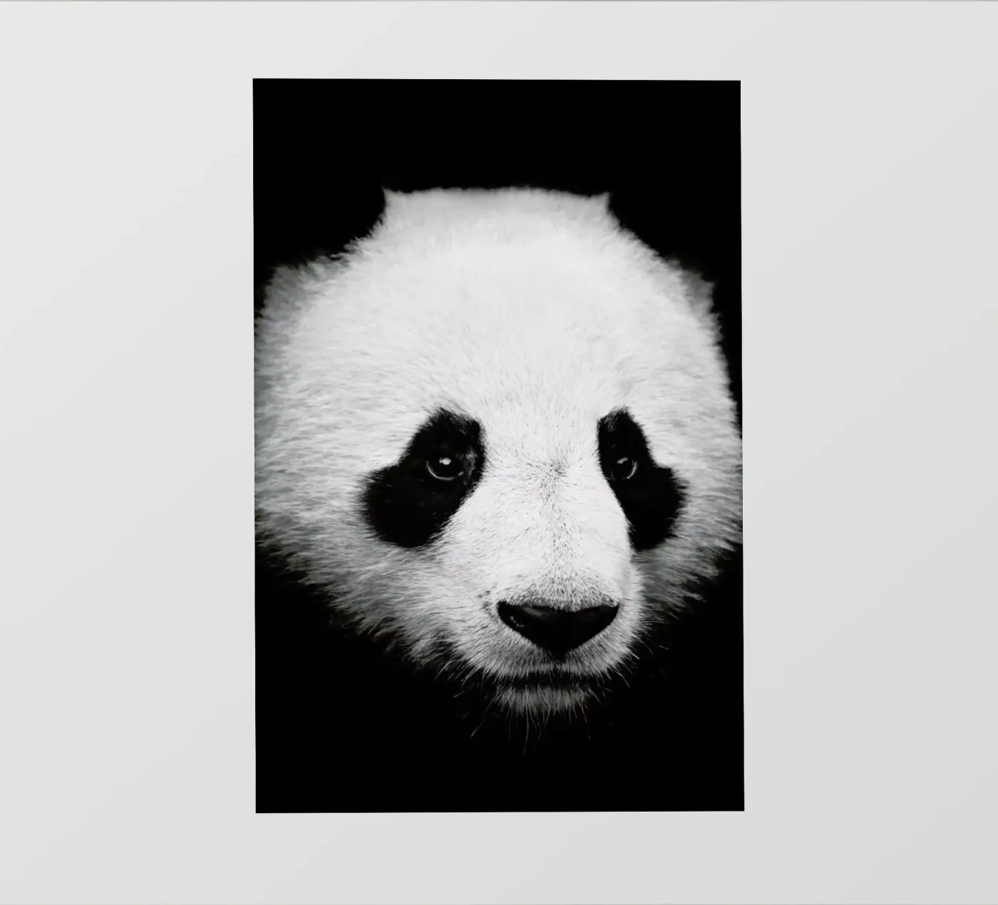 Panda Backlit Folie von Natural Kingdom