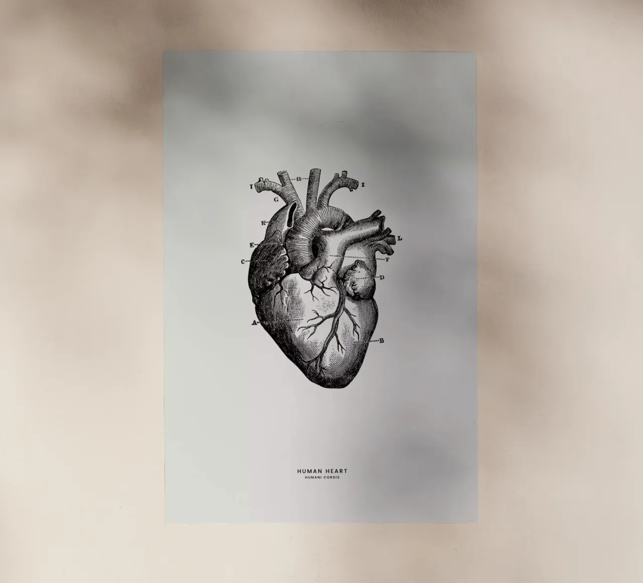 Human Heart pellicola backlit da Flora & Fauna