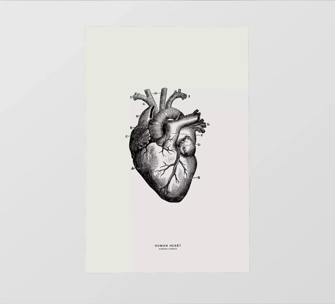 Human Heart pellicola backlit da Flora & Fauna