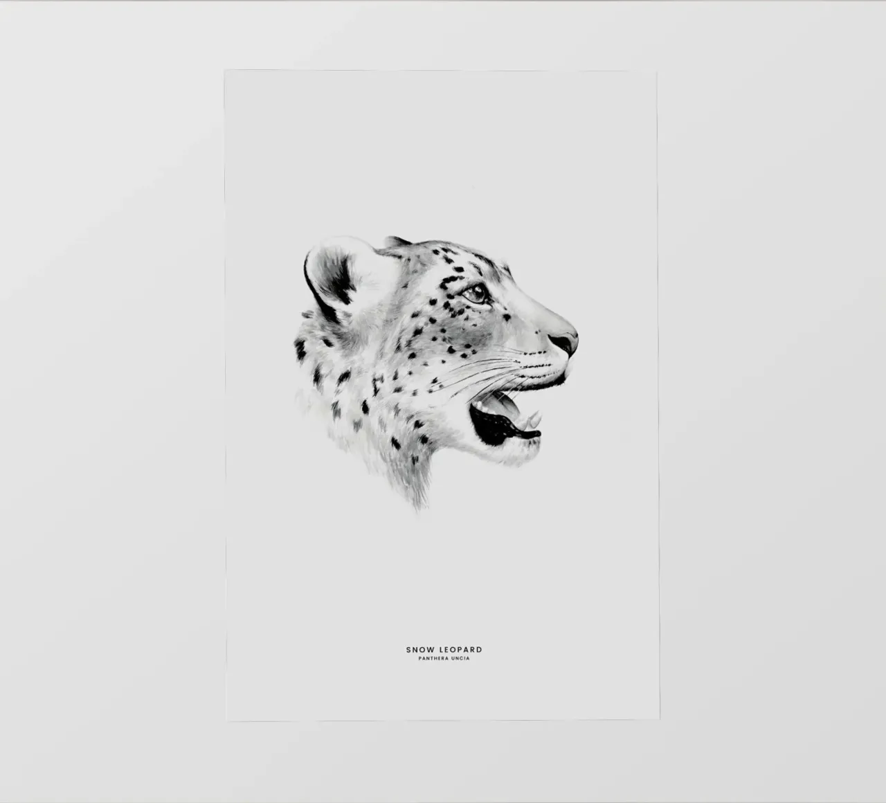 Snow Leopard pellicola backlit da Flora & Fauna