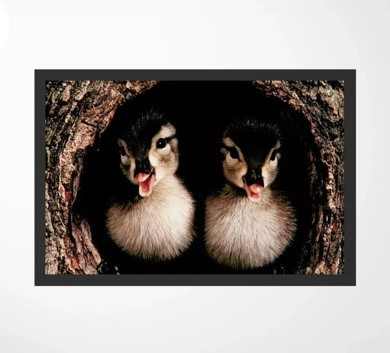 Chicks zerbino da Natural Kingdom