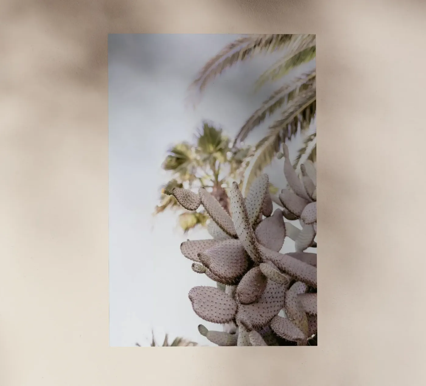 Cacti pellicola backlit da Chris Abatzis