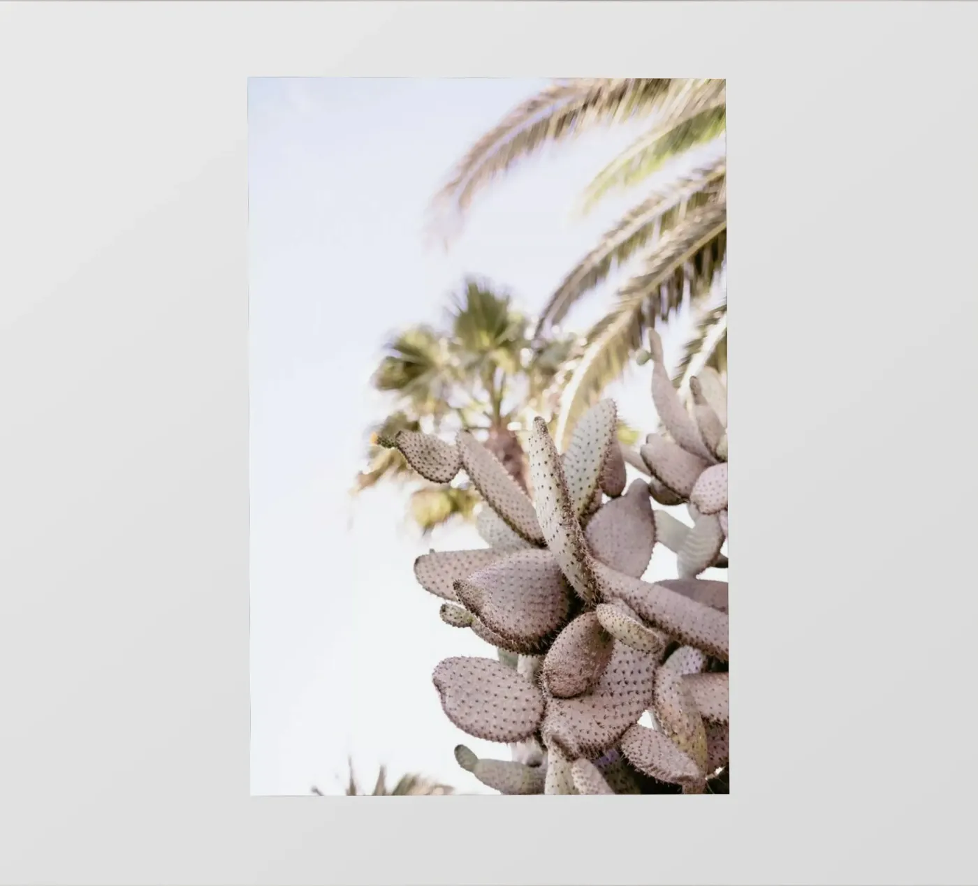 Cacti pellicola backlit da Chris Abatzis