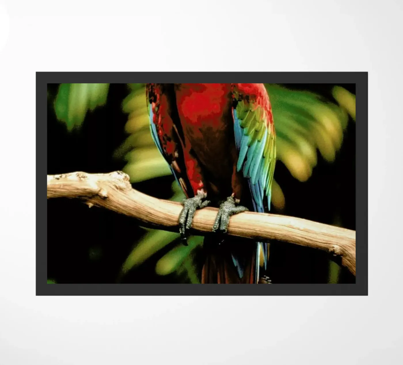 Perching Parrot zerbino da Natural Kingdom
