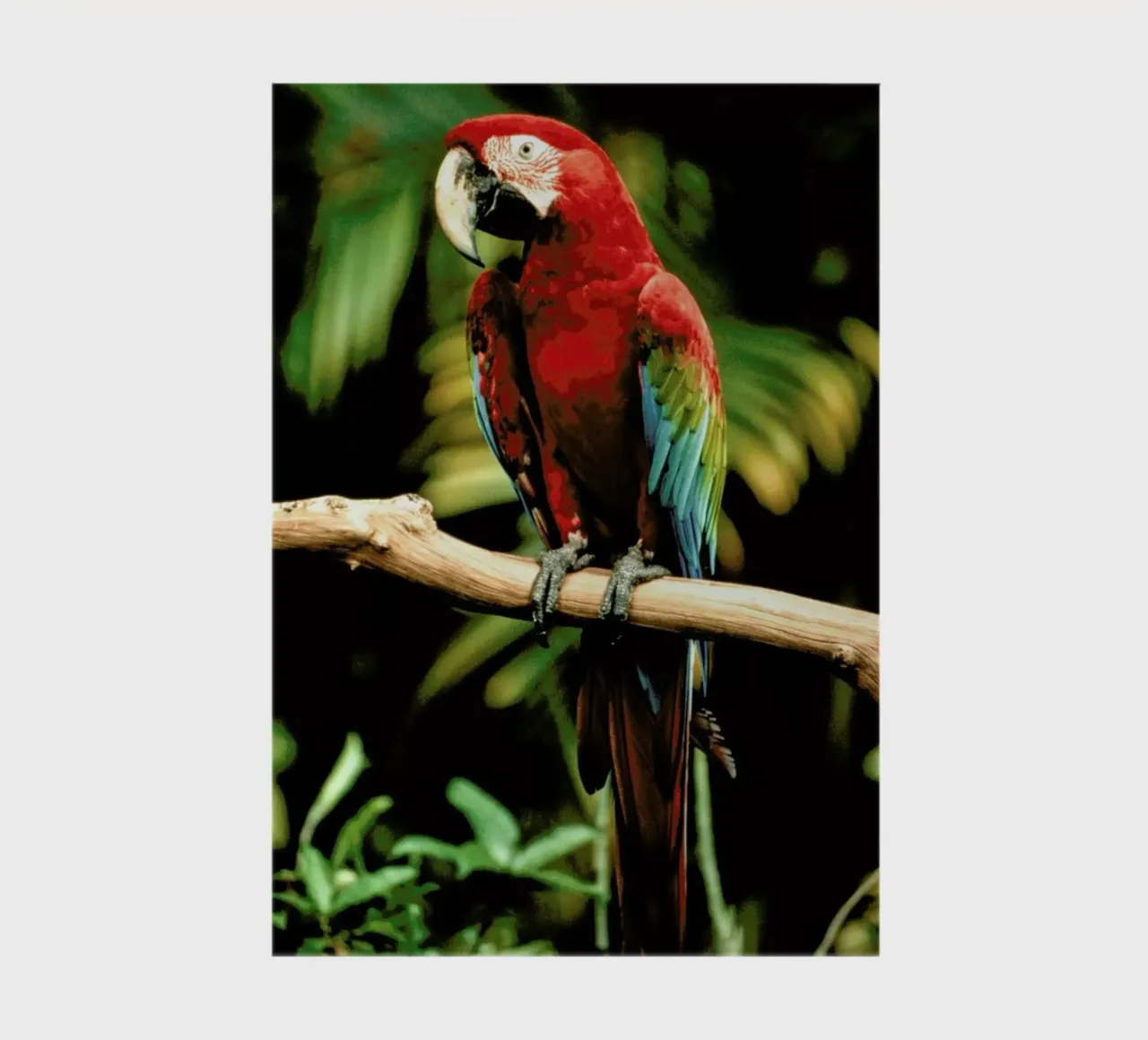 Perching Parrot notebook by Natural Kingdom