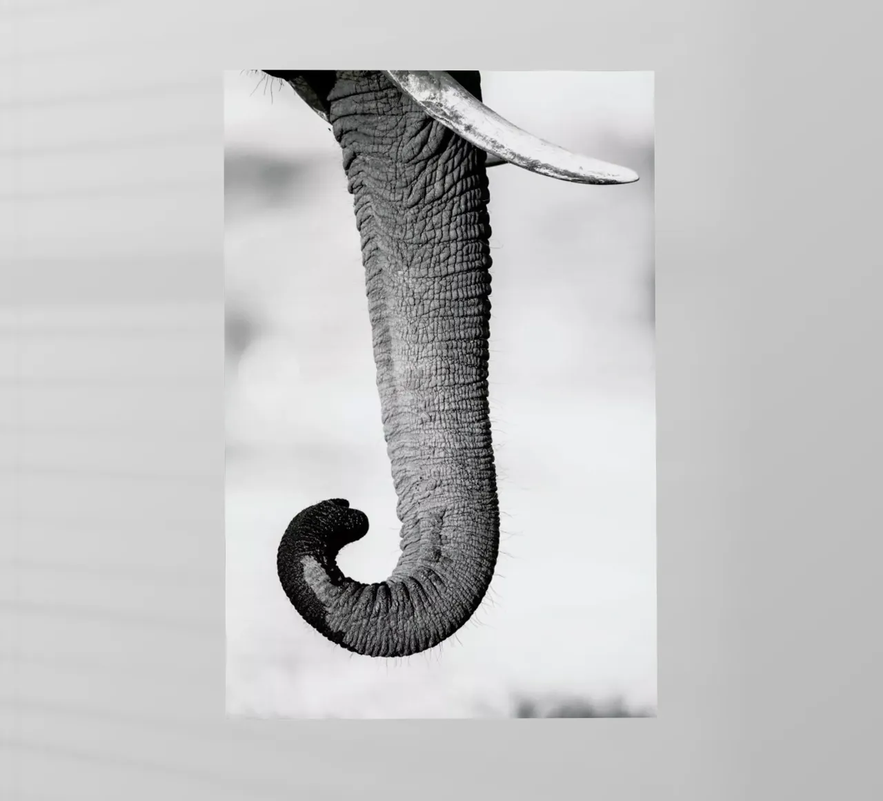 Trunk pellicola backlit da Natural Kingdom