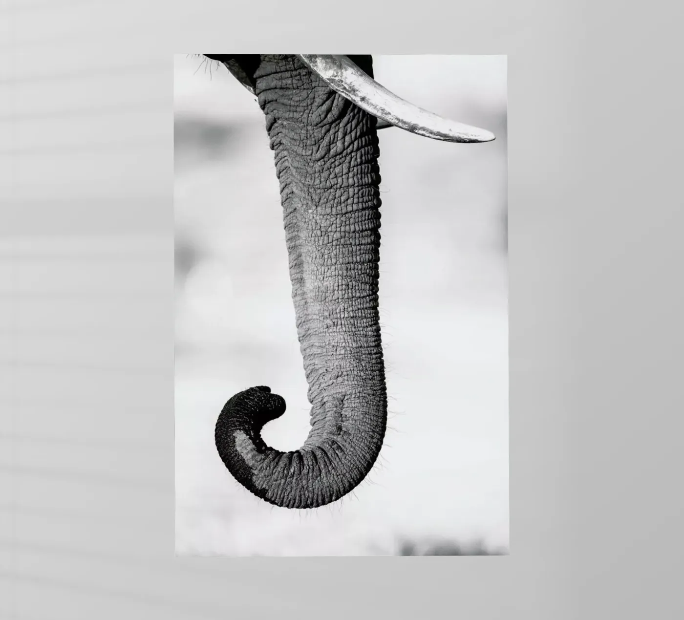 Trunk Backlit Folie von Natural Kingdom