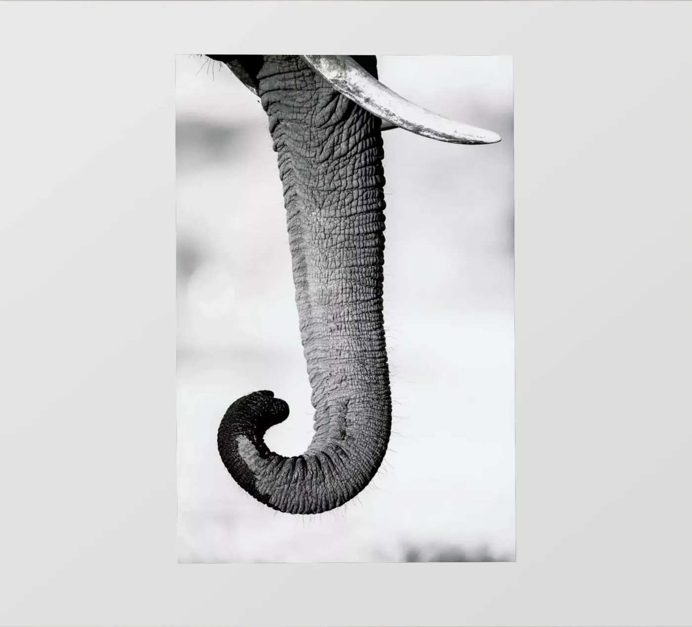 Trunk Backlit Folie von Natural Kingdom