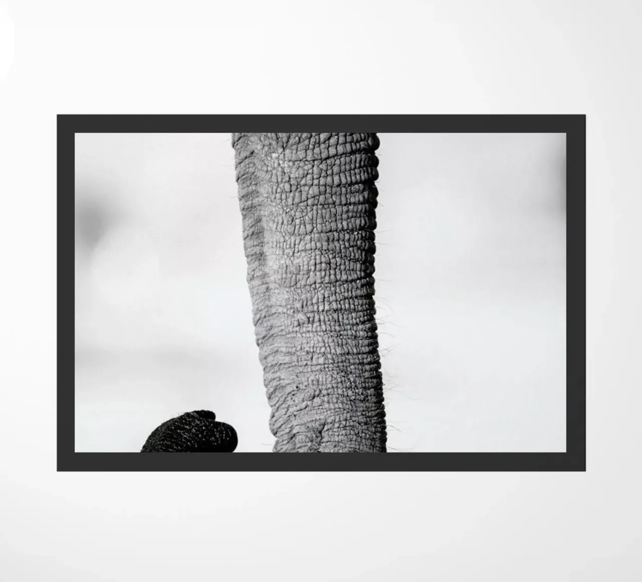 Trunk zerbino da Natural Kingdom