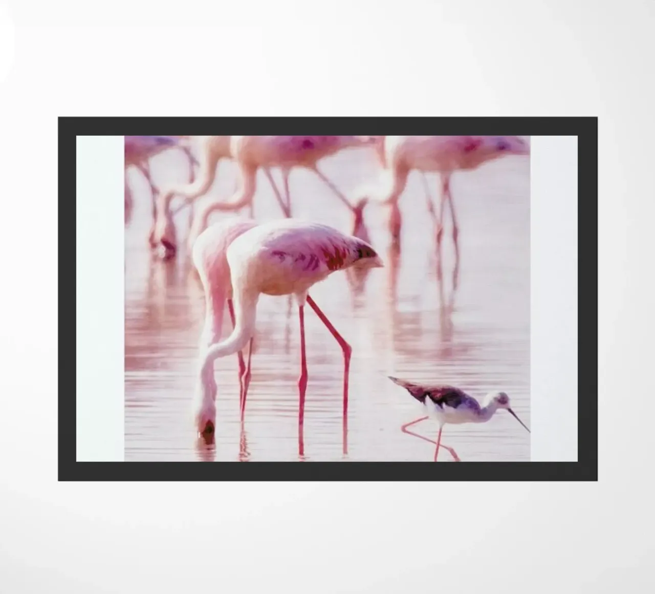 Flamingos in the Shallow zerbino da Natural Kingdom