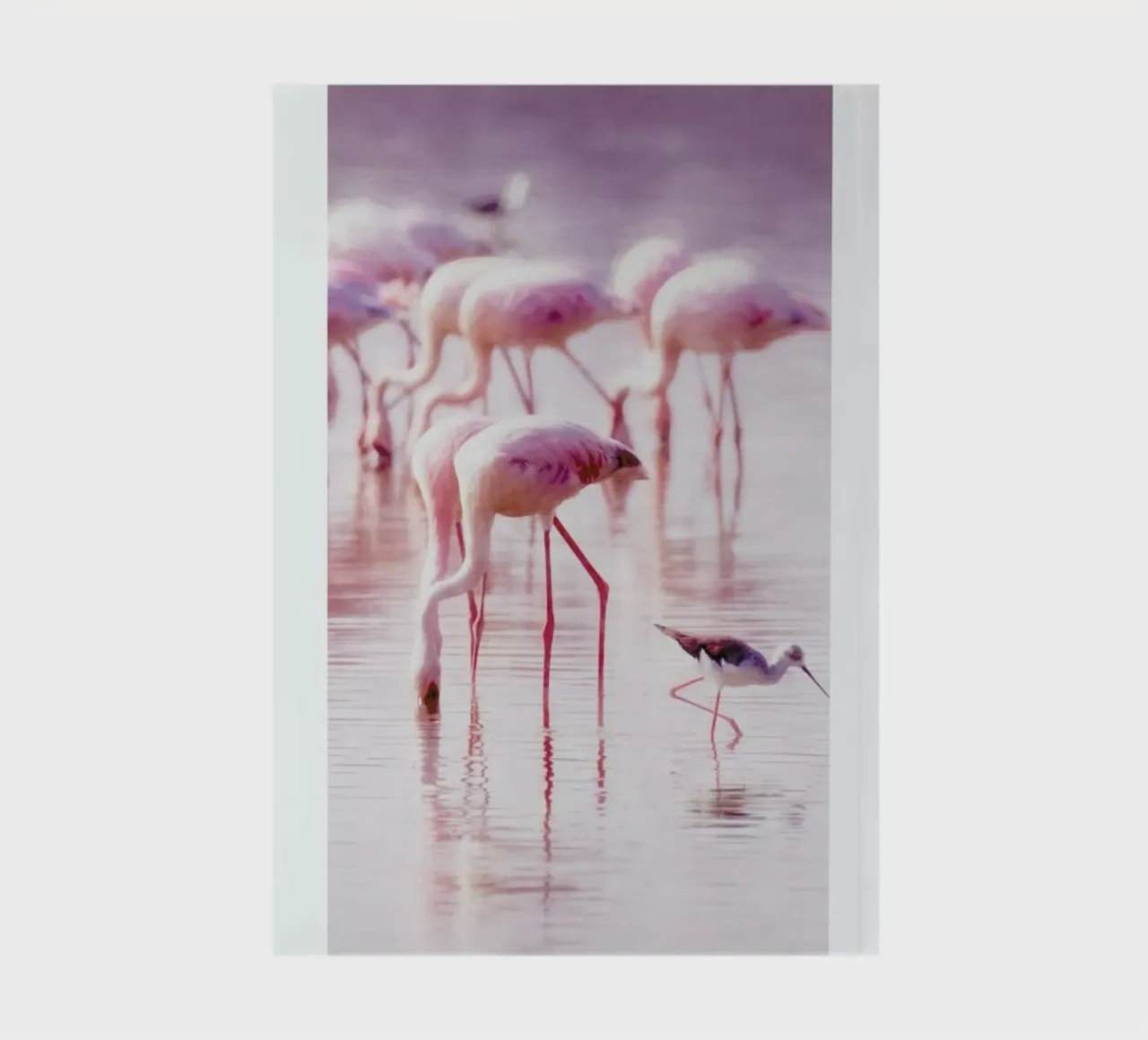 Flamingos in the Shallow notebook by Natural Kingdom