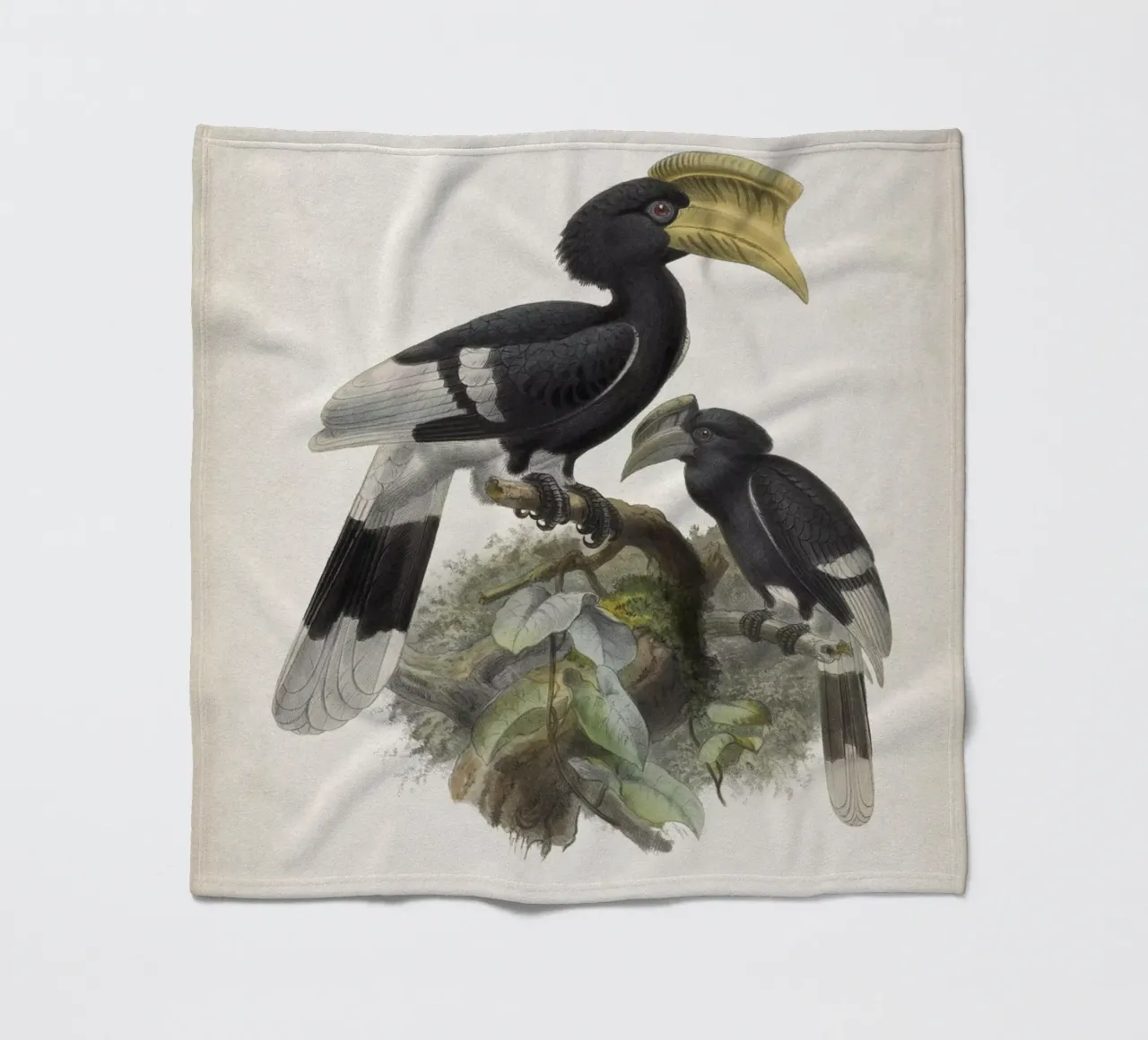 Vintage Keulemans 1 Bycanistes Cylindricus coperta in pile da Vintage Print Collection