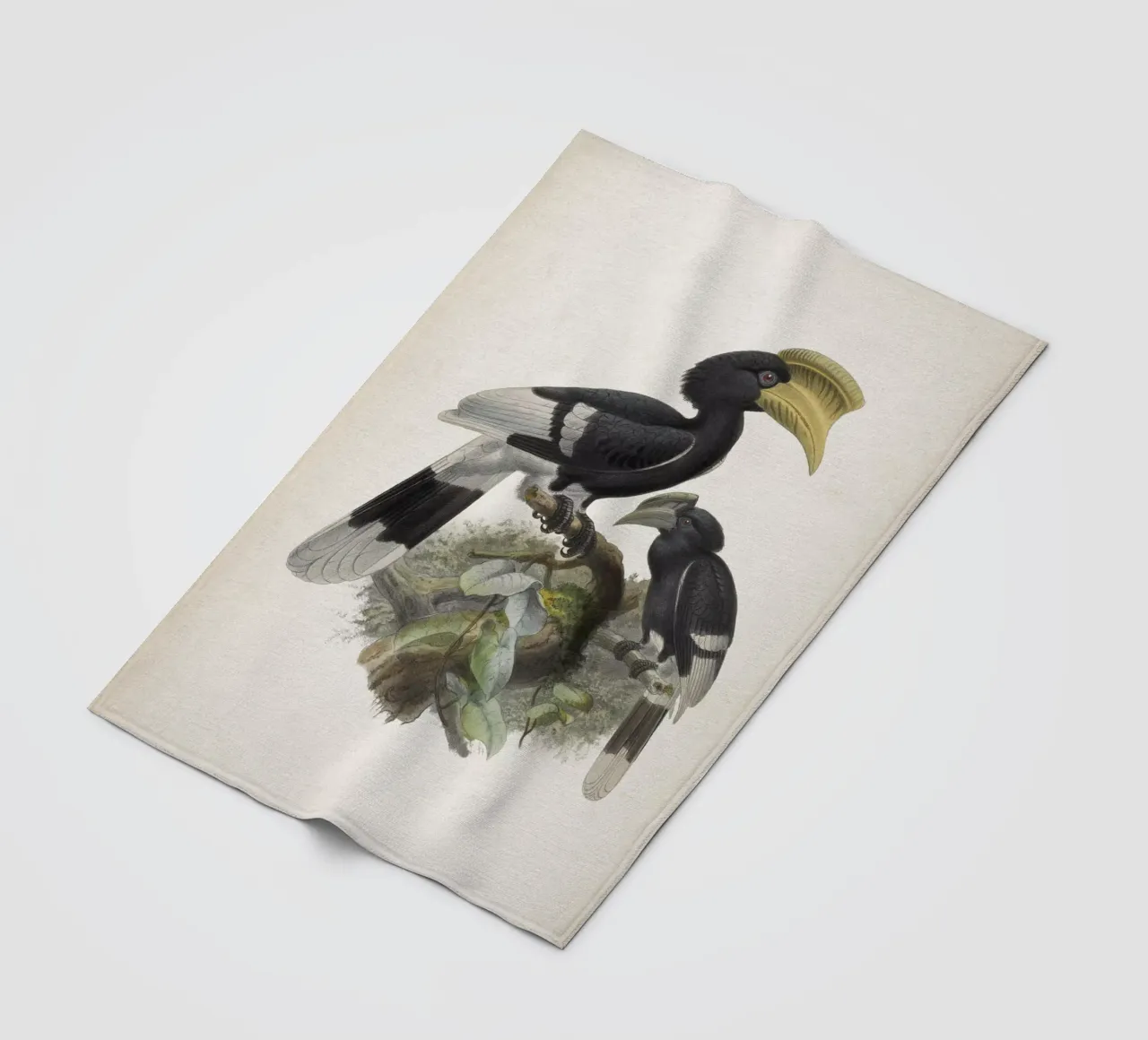 Vintage Keulemans 1 Bycanistes Cylindricus coperta in pile da Vintage Print Collection