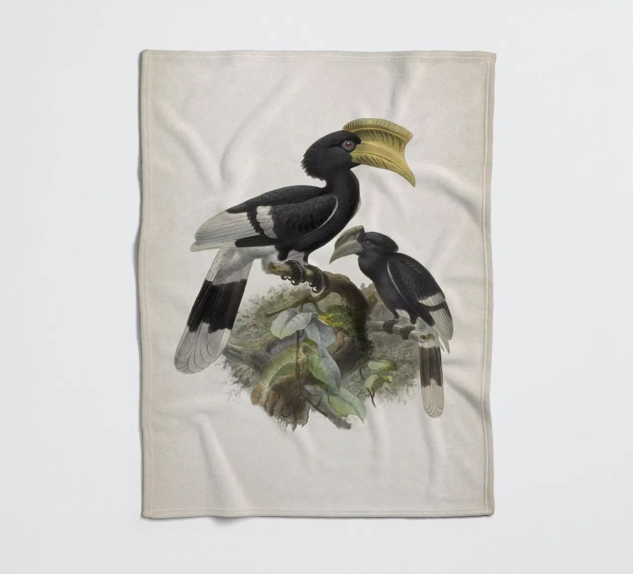 Vintage Keulemans 1 Bycanistes Cylindricus coperta in pile da Vintage Print Collection