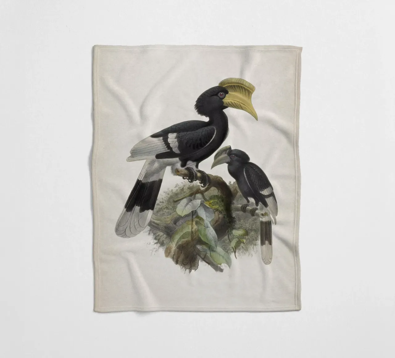Vintage Keulemans 1 Bycanistes Cylindricus coperta in pile da Vintage Print Collection