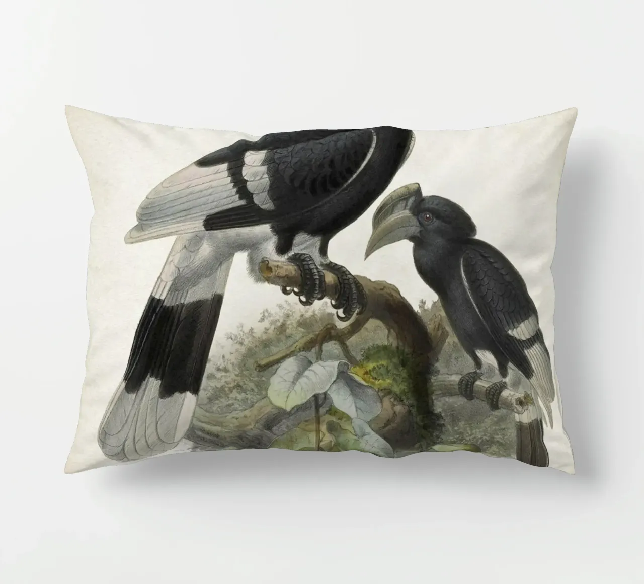 Vintage Keulemans 1 Bycanistes Cylindricus cuscino da Vintage Print Collection