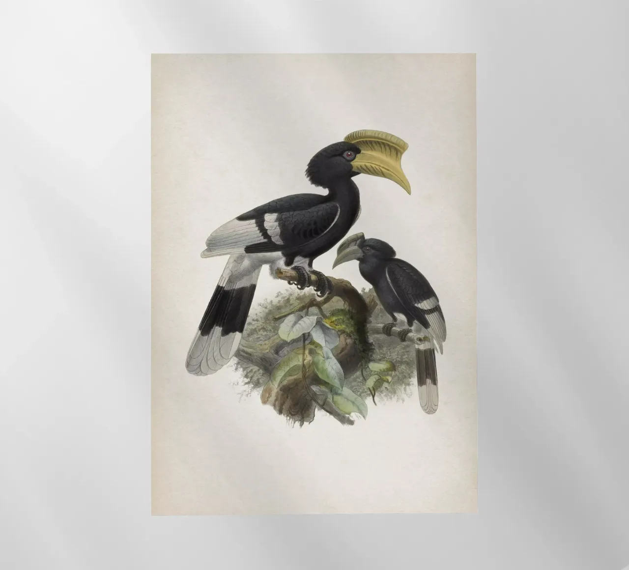 Vintage Keulemans 1 Bycanistes Cylindricus pellicola backlit da Vintage Print Collection