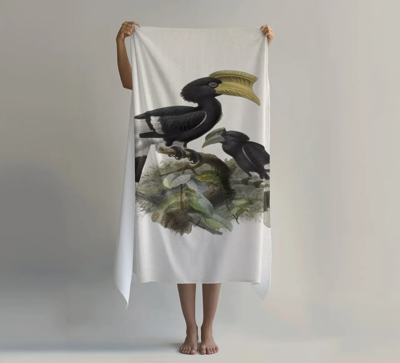 Vintage Keulemans 1 Bycanistes Cylindricus telo mare da Vintage Print Collection