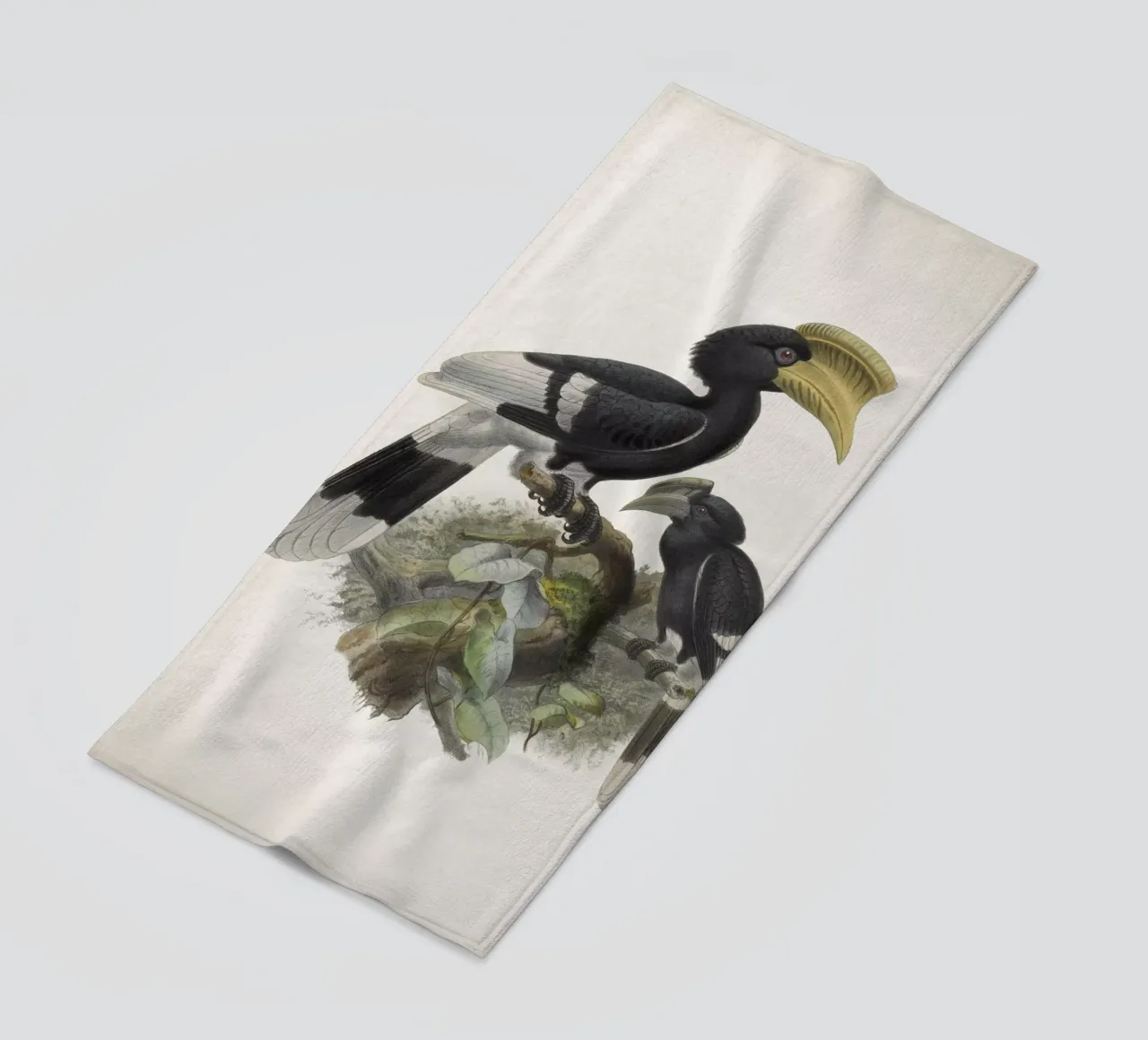 Vintage Keulemans 1 Bycanistes Cylindricus telo mare da Vintage Print Collection