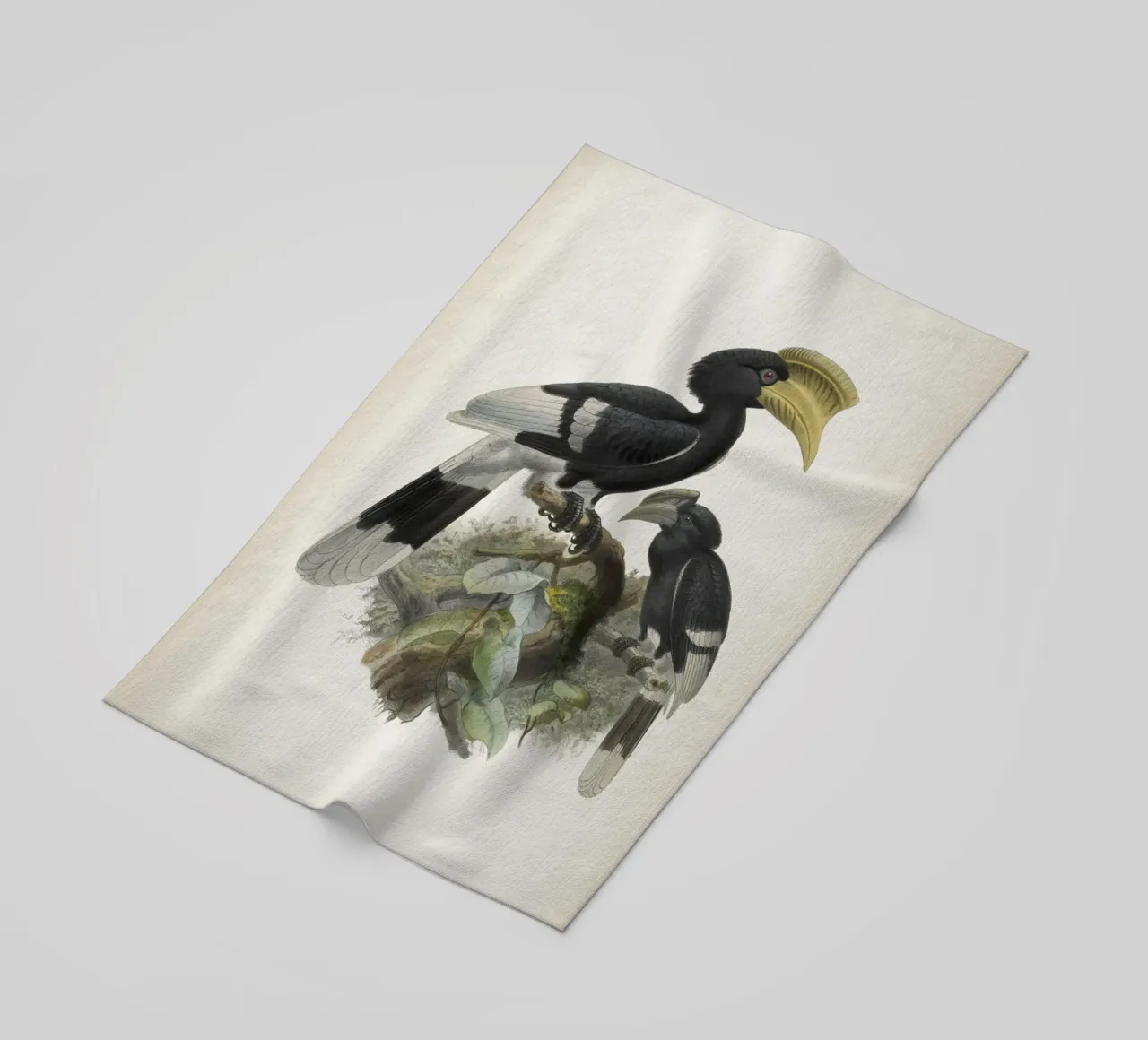 Vintage Keulemans 1 Bycanistes Cylindricus telo mare da Vintage Print Collection