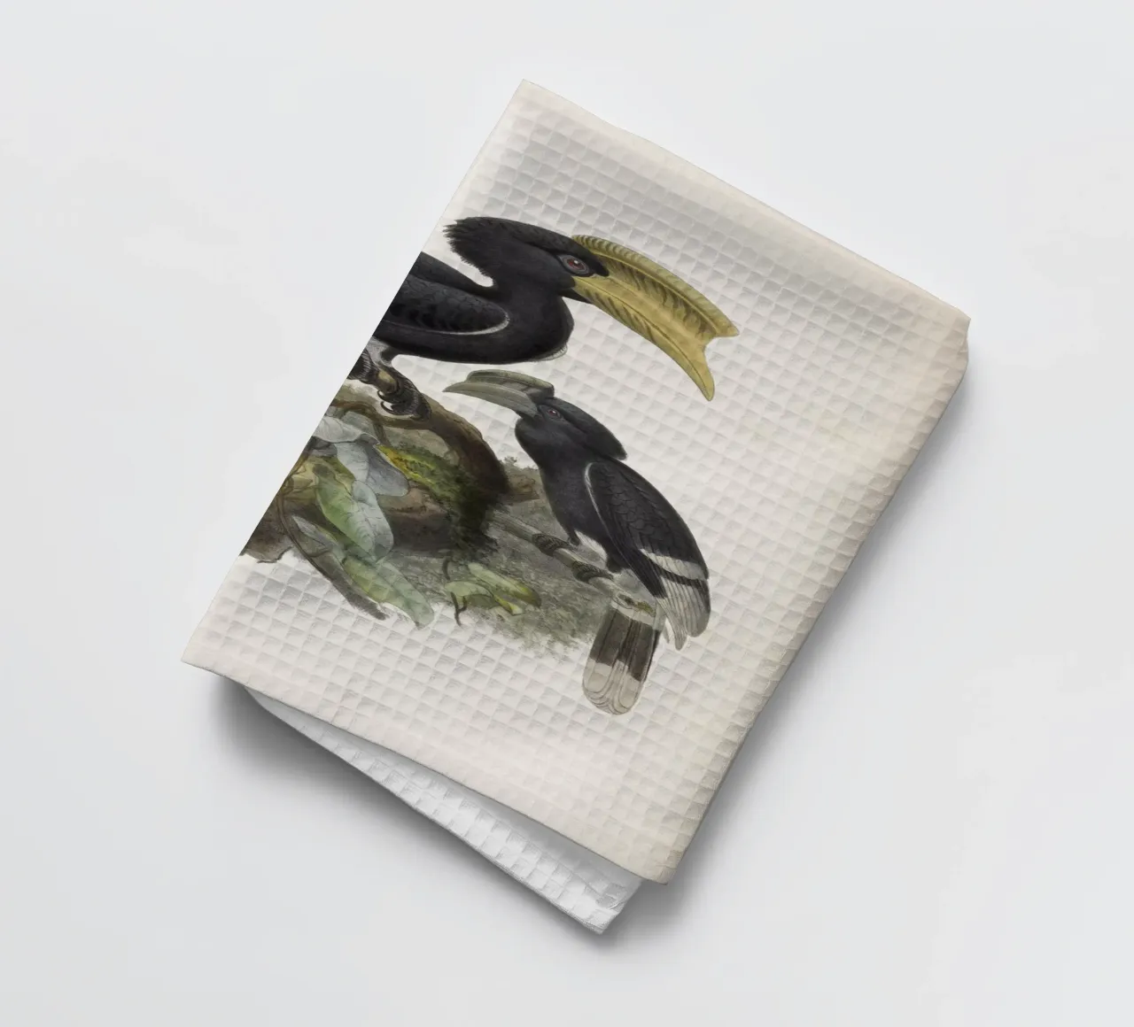 Vintage Keulemans 1 Bycanistes Cylindricus canovaccio da cucina da Vintage Print Collection