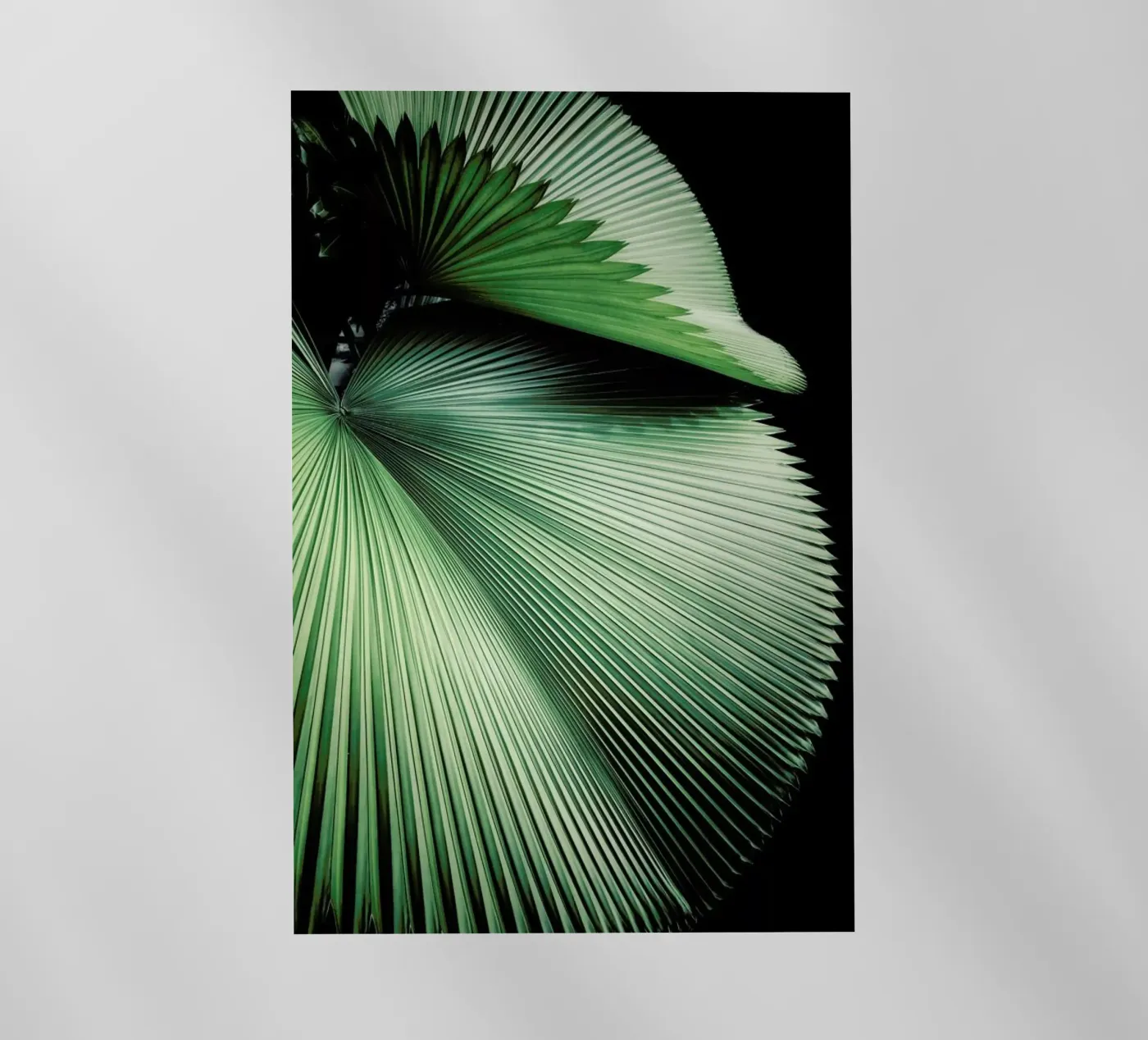 Sharp Palm pellicola backlit da Flora & Fauna