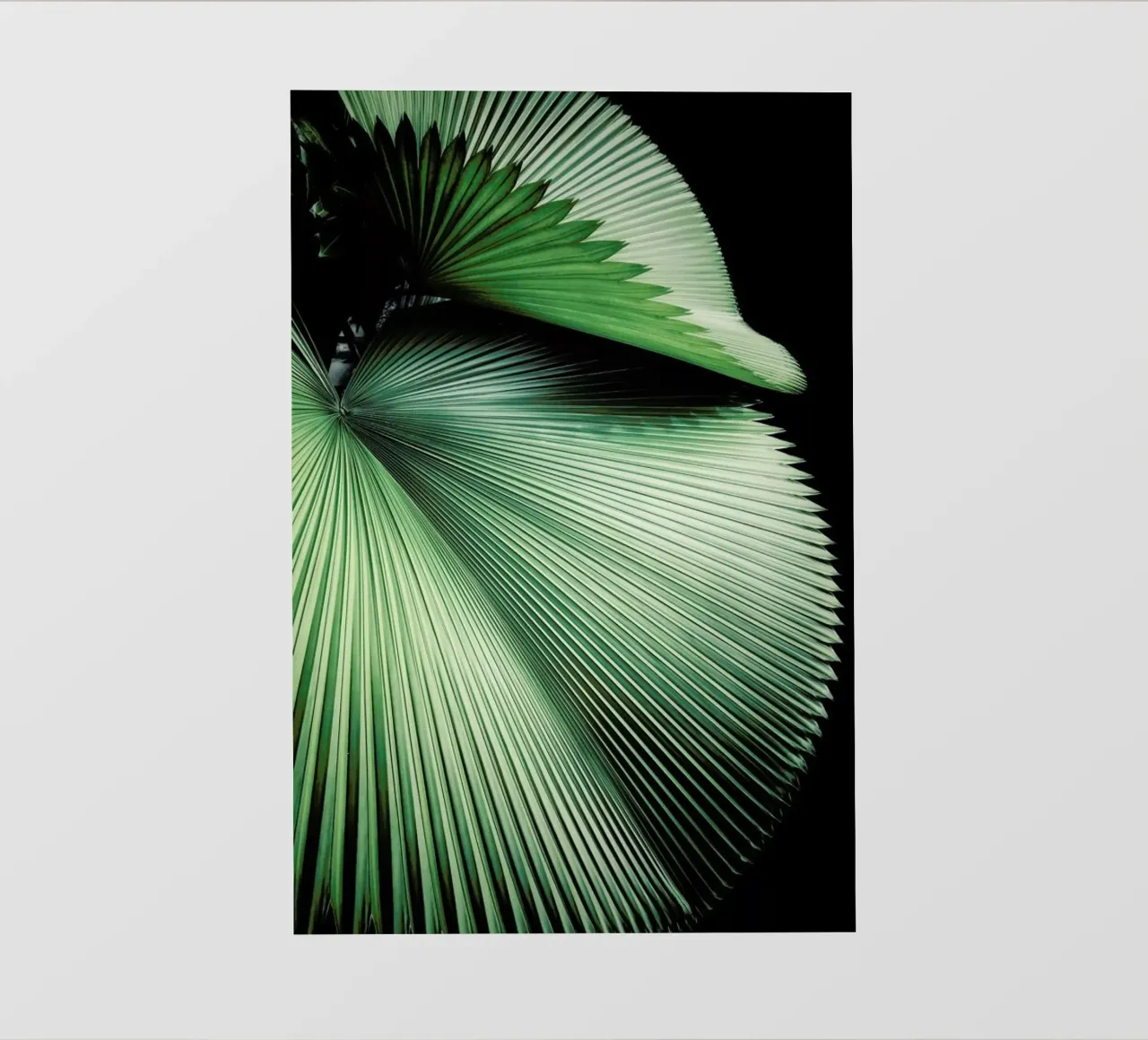 Sharp Palm pellicola backlit da Flora & Fauna
