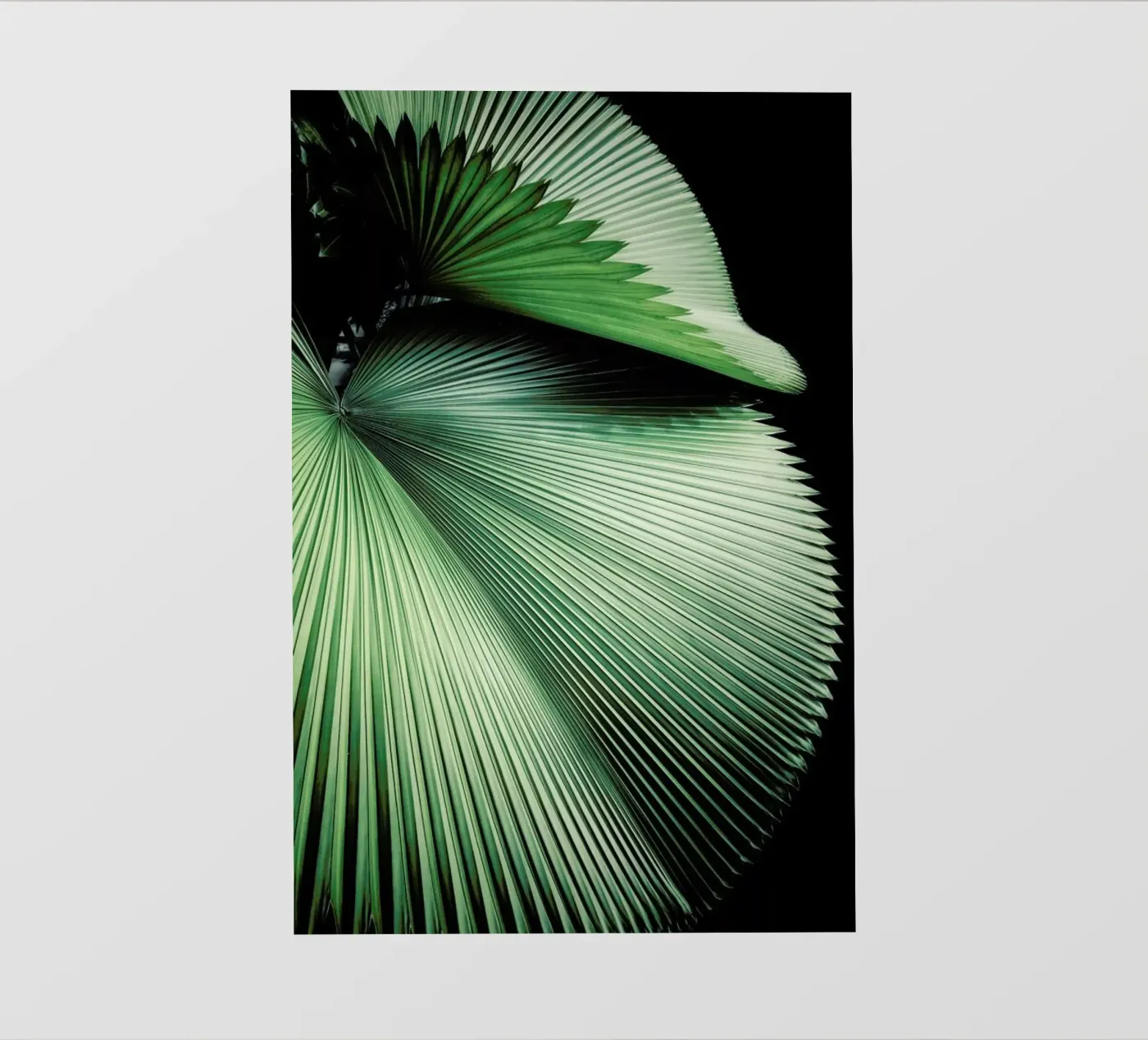 Sharp Palm pellicola backlit da Flora & Fauna