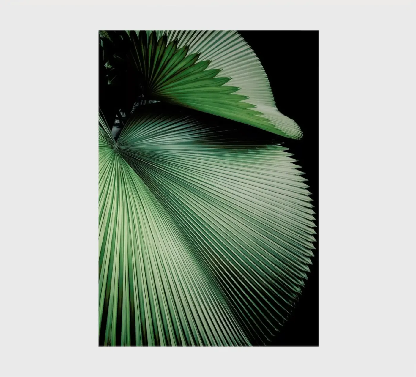 Sharp Palm notebook by Flora & Fauna