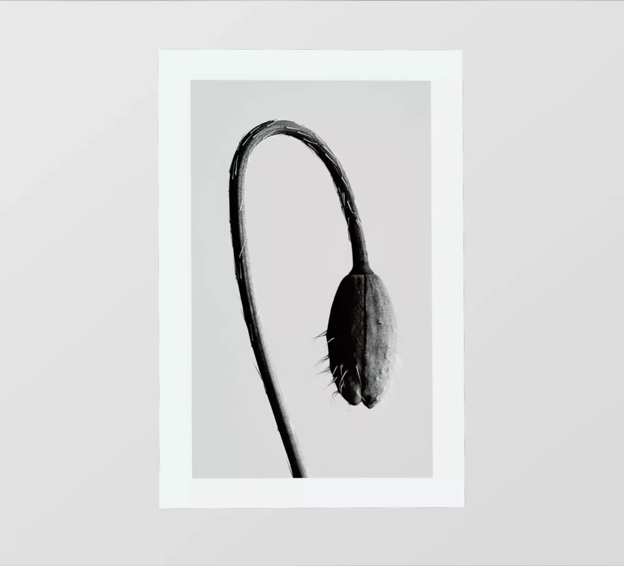 Strange Beauty II telo in pvc da Flora & Fauna