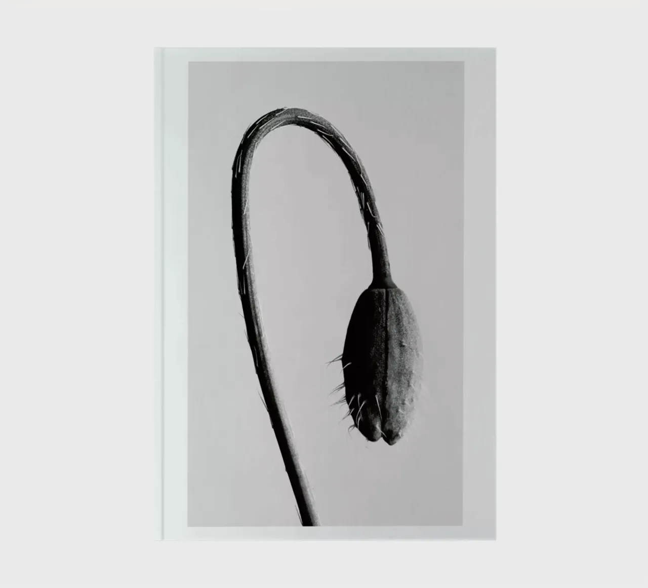 Strange Beauty II diario da Flora & Fauna