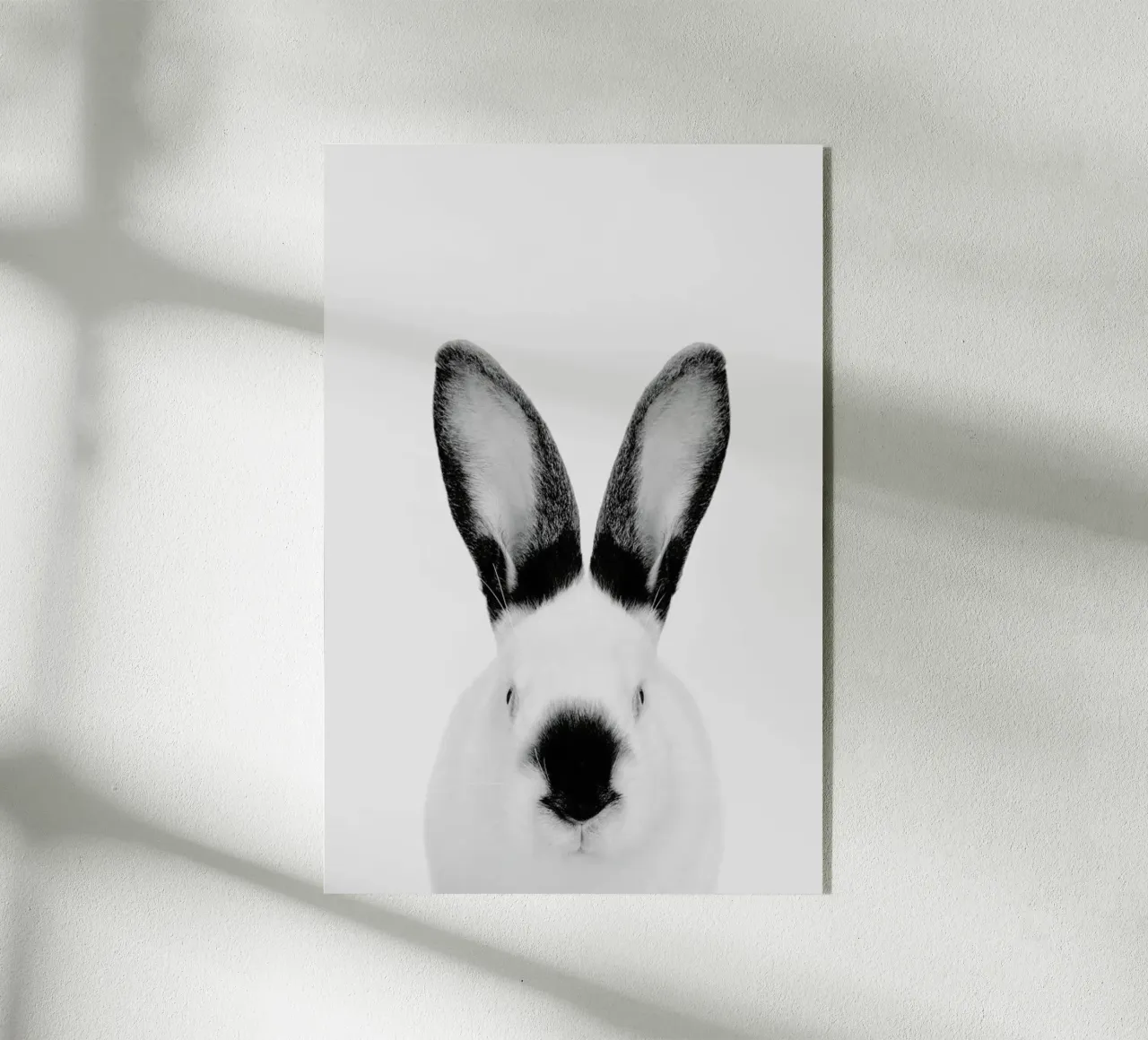 Rabbit Classic plexiglass da Paws & Claws