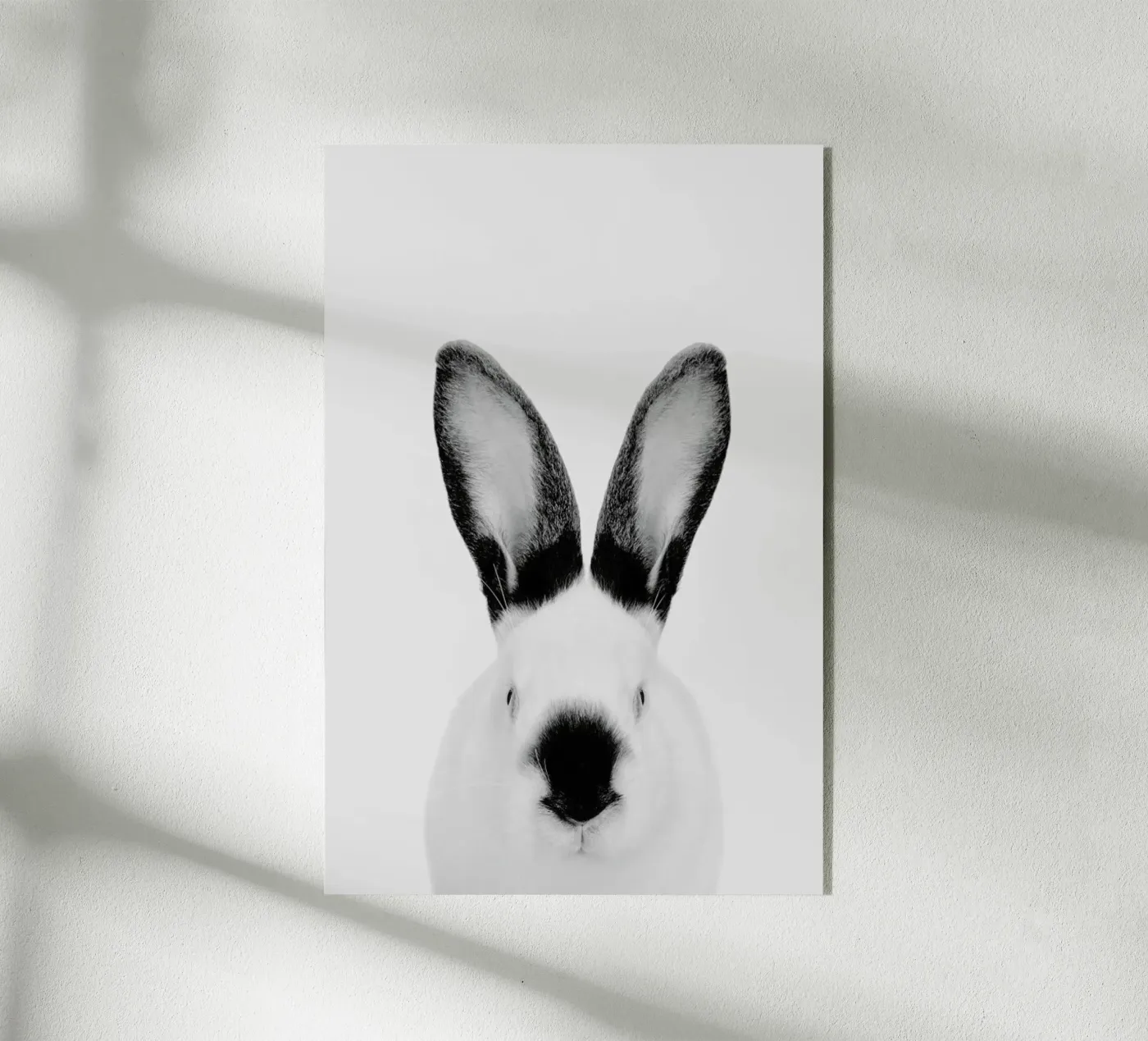 Rabbit Classic plexiglass da Paws & Claws
