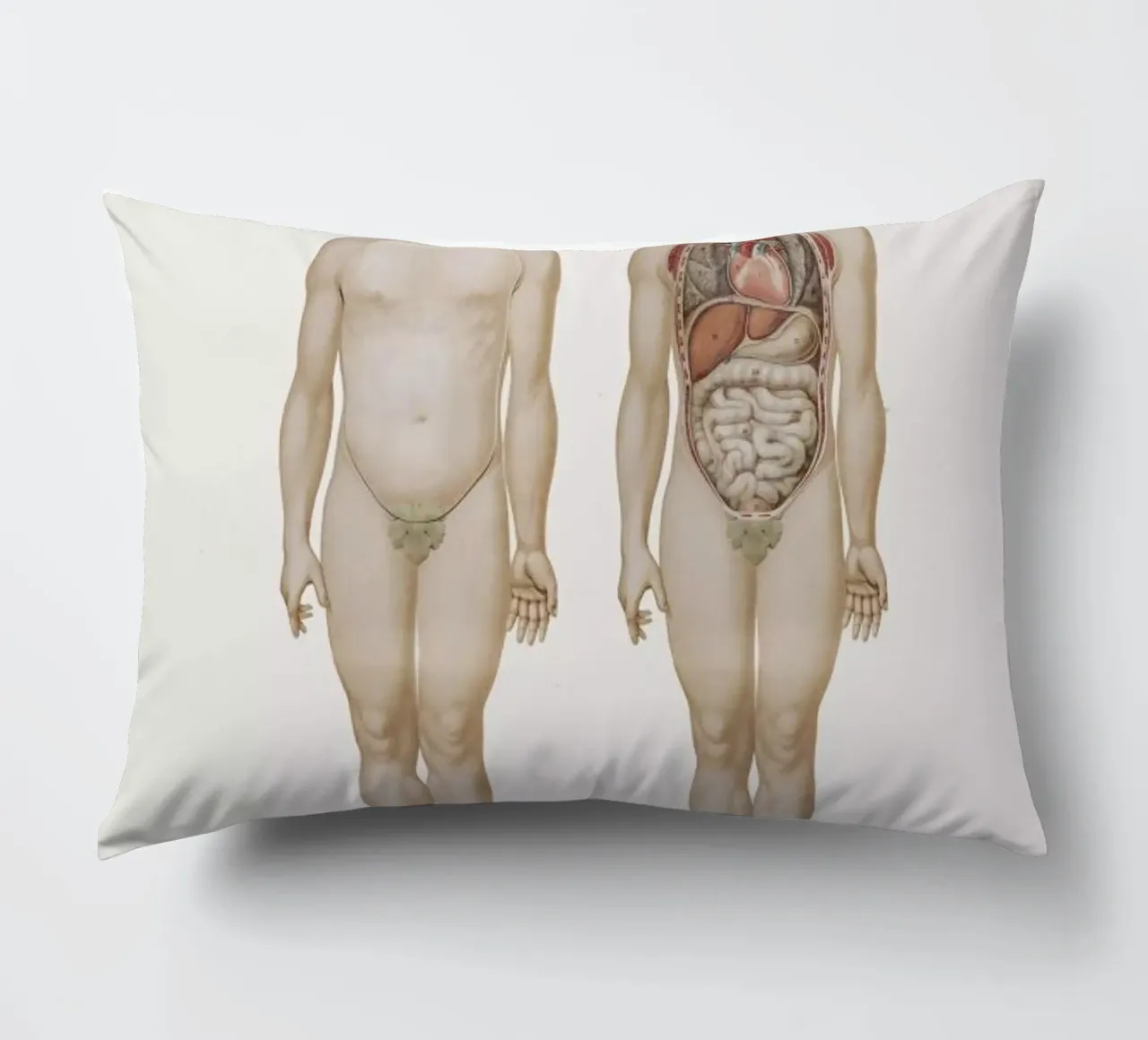 Anatomy decorative cushion by Flora & Fauna