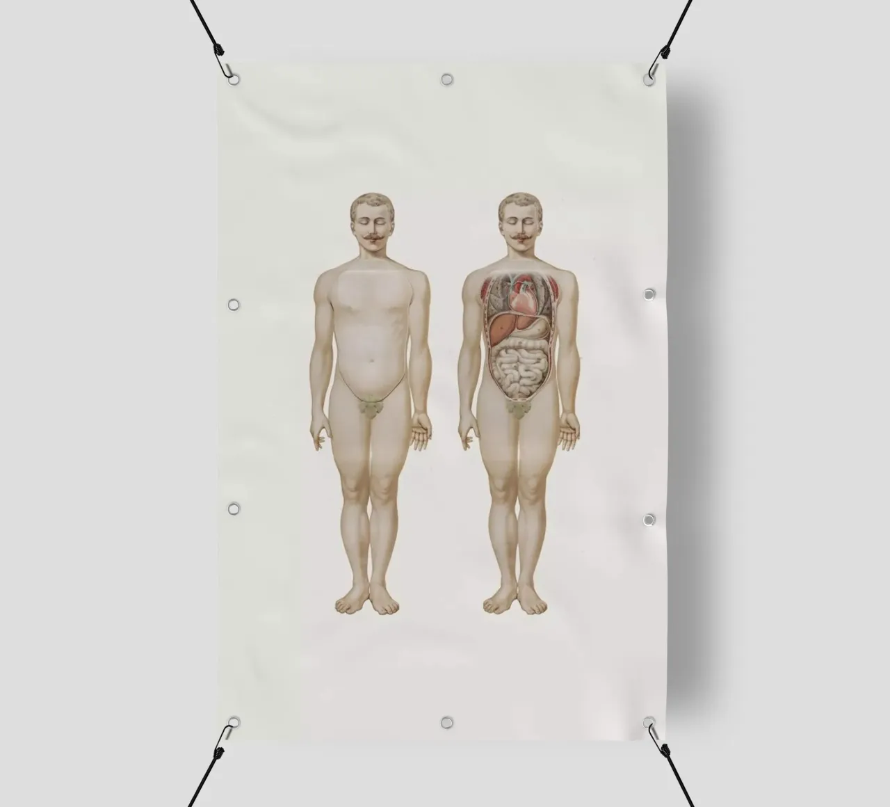 Anatomy telo in pvc da Flora & Fauna