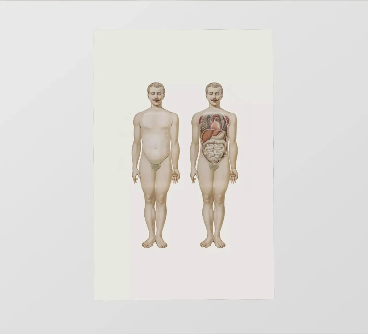 Anatomy telo in pvc da Flora & Fauna