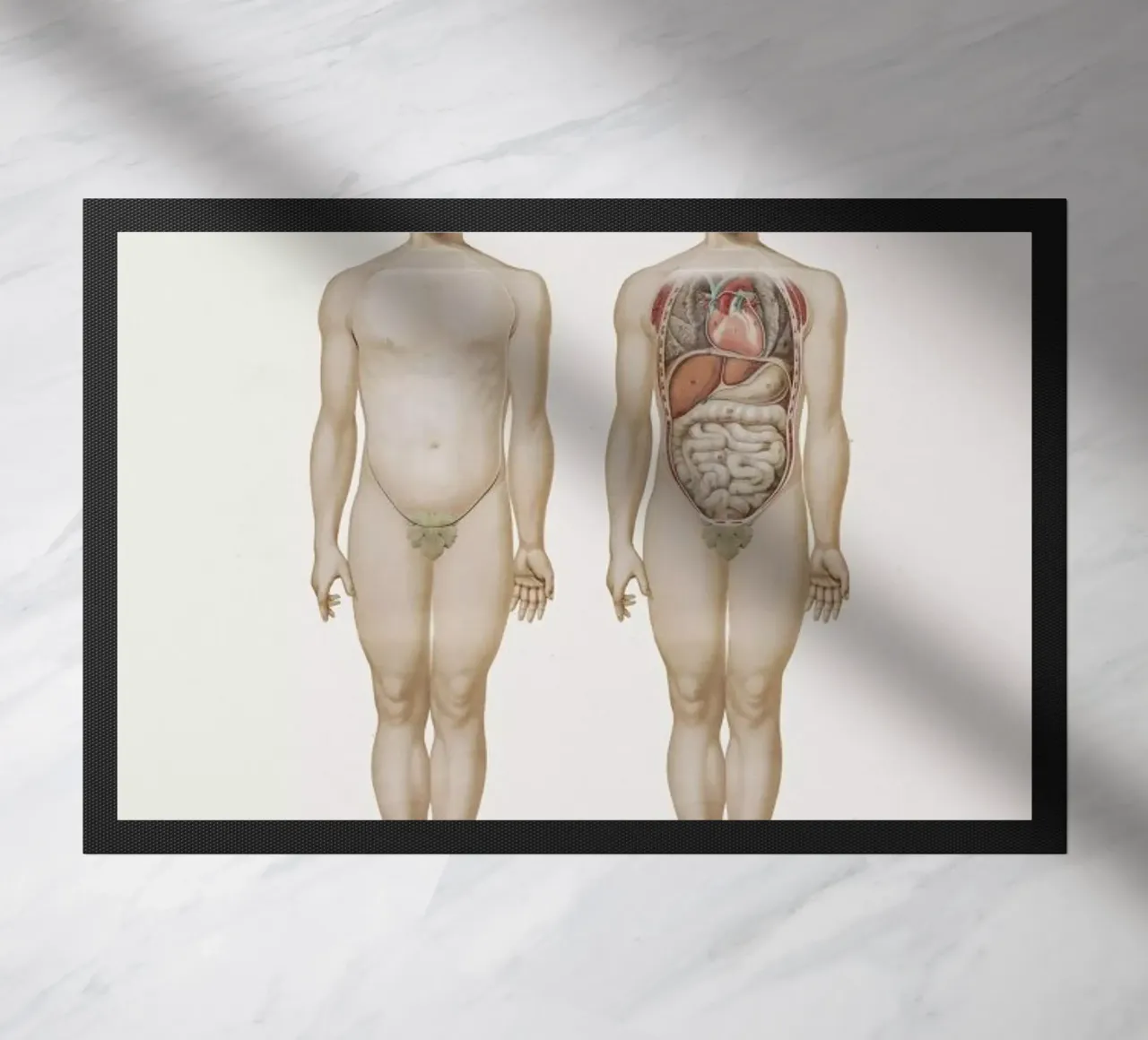 Anatomy zerbino da Flora & Fauna