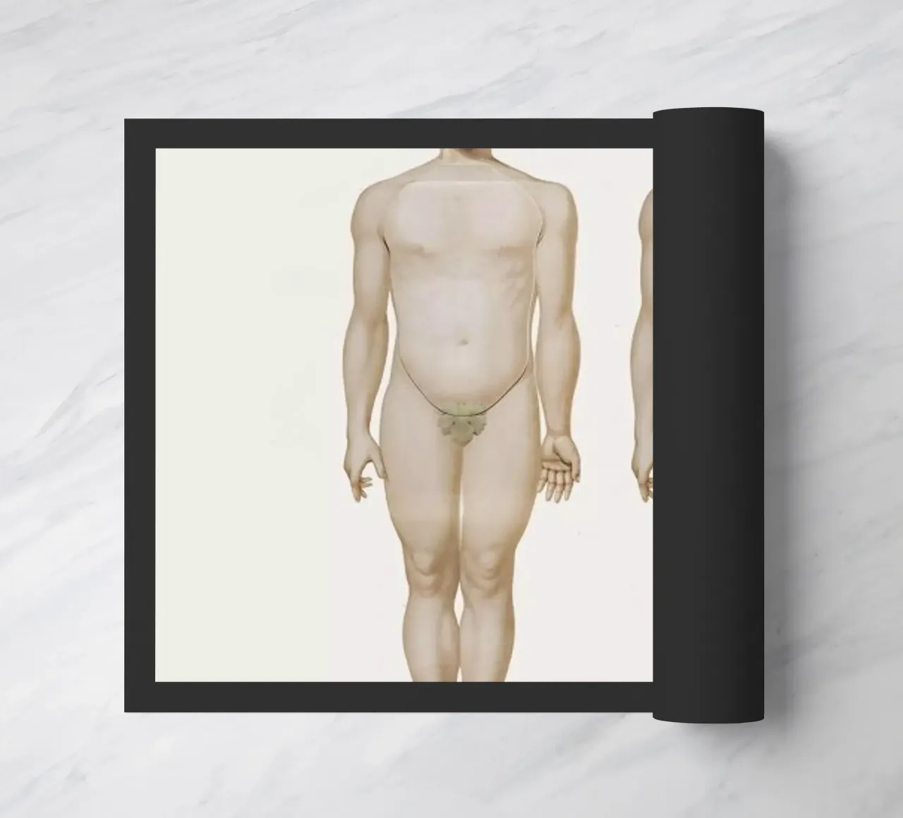 Anatomy zerbino da Flora & Fauna