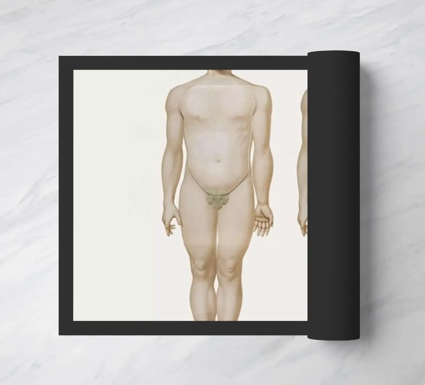 Anatomy zerbino da Flora & Fauna