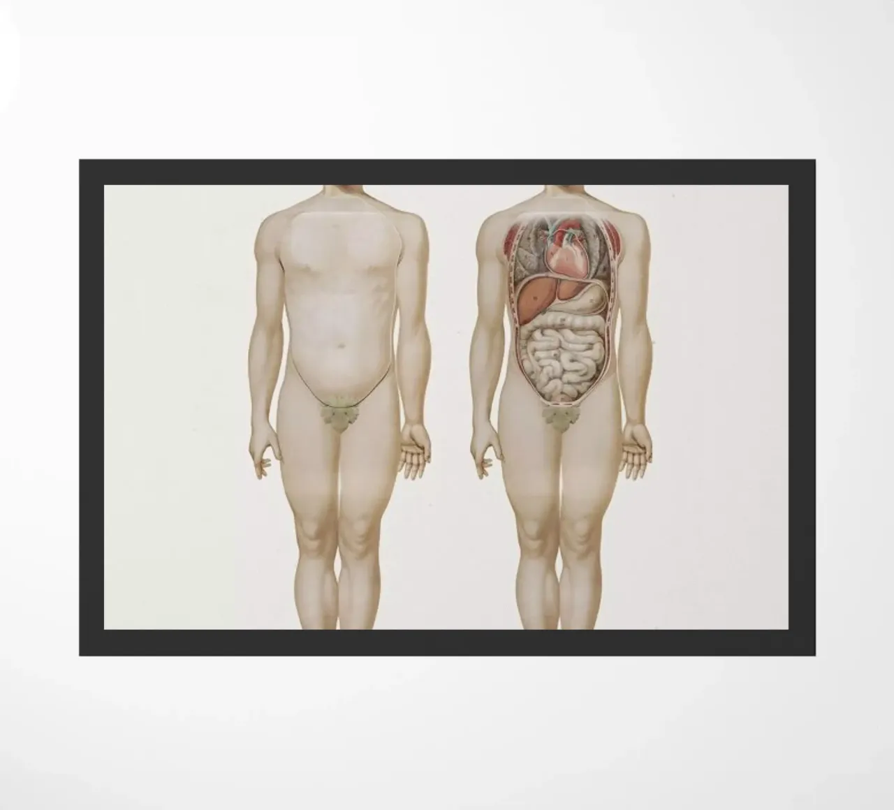 Anatomy zerbino da Flora & Fauna