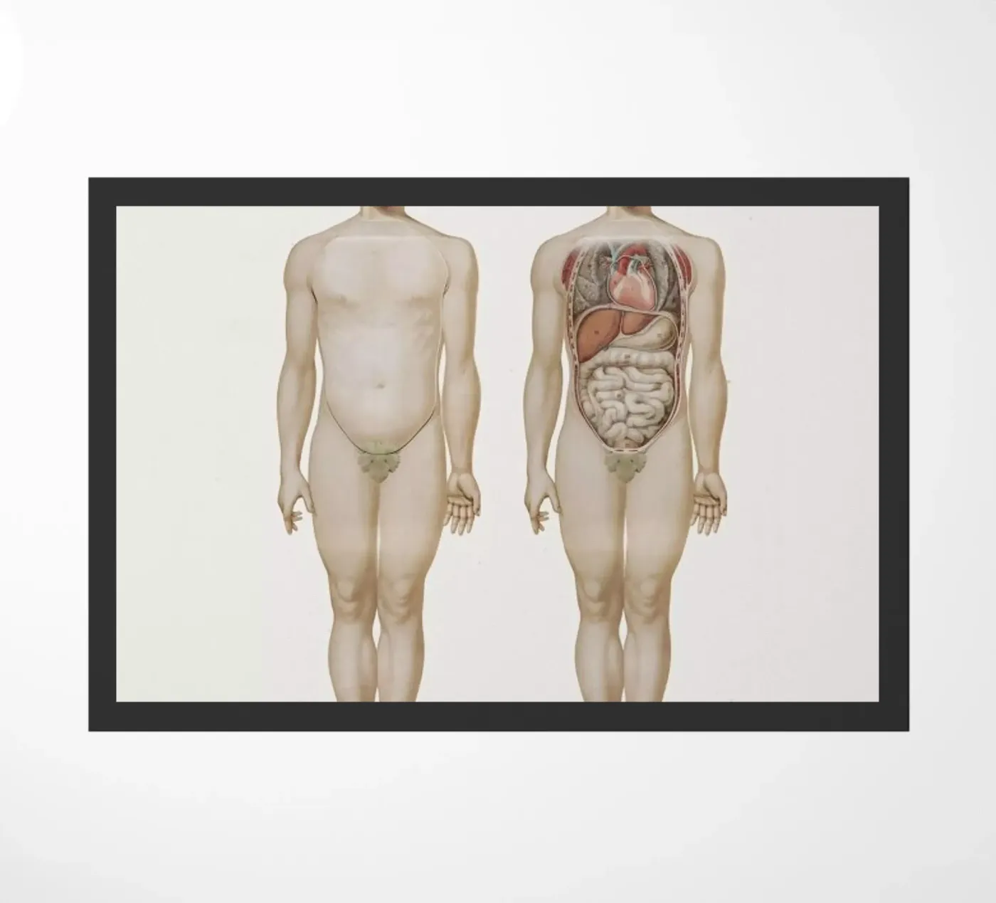 Anatomy zerbino da Flora & Fauna