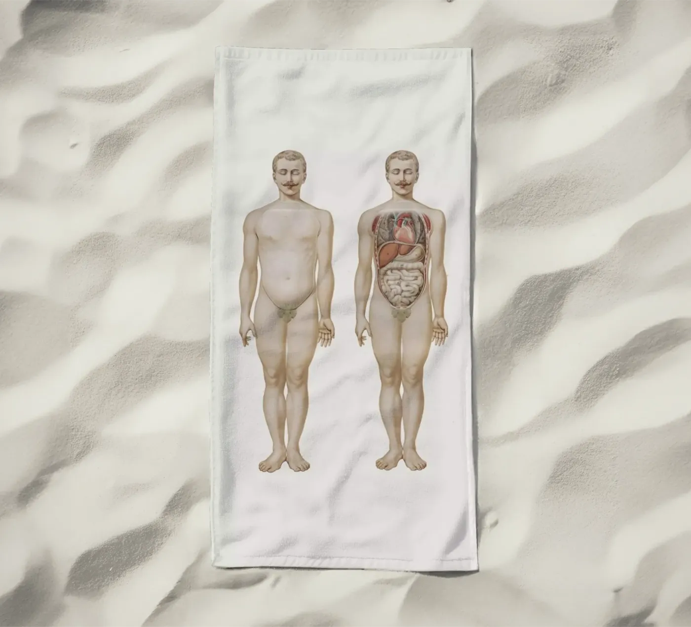 Anatomy telo mare da Flora & Fauna