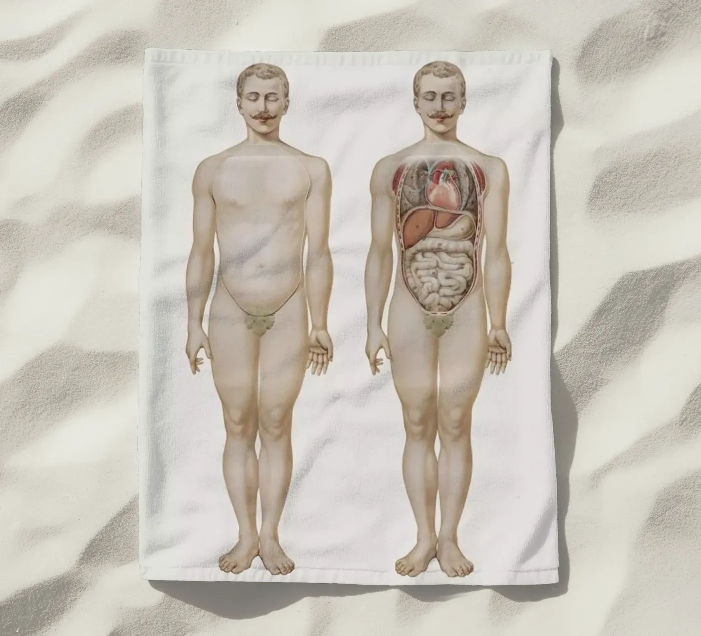 Anatomy telo mare da Flora & Fauna