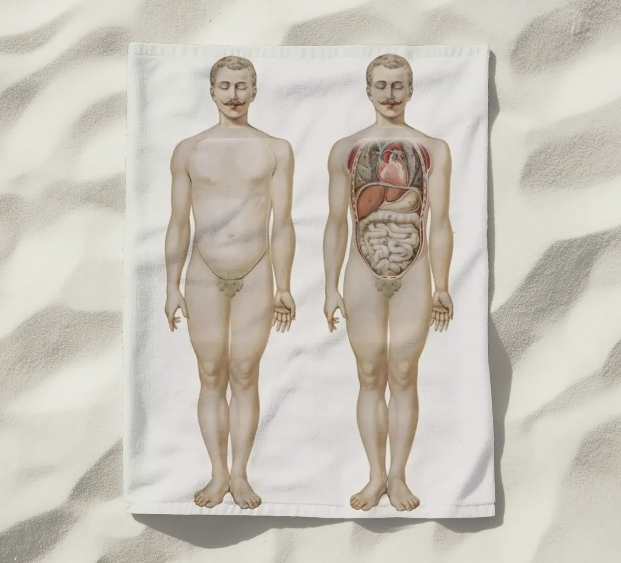 Anatomy telo mare da Flora & Fauna