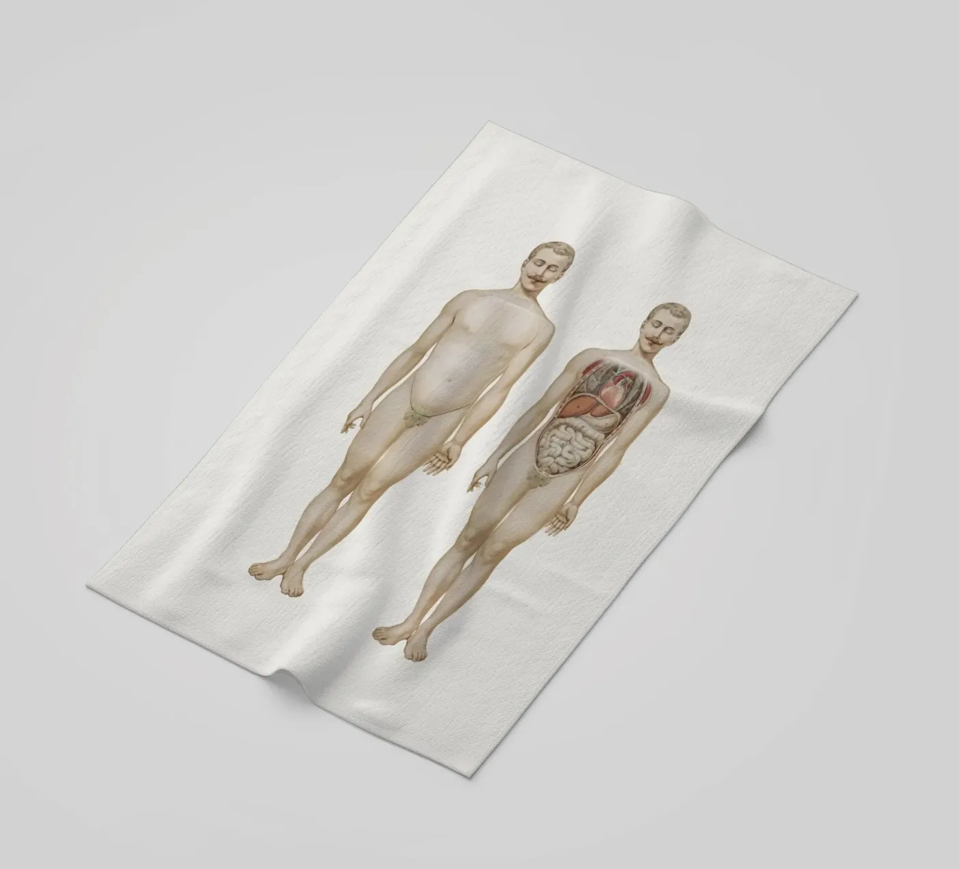 Anatomy telo mare da Flora & Fauna